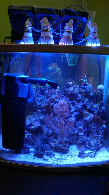 Luz LED para acuario para pecera, bombilla de coral de arrecife, luz de cultivo E27 para peces, plantas acuáticas, 10W