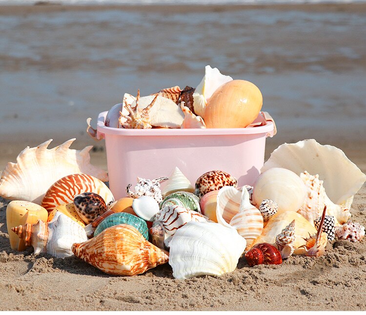 Natuurlijke Shell Schelp Exemplaren Populaire Wetenschappelijke Materialen Conch Geschenkdoos Kleuterschool Voorschoolse Mariene Biologie Collection Craft