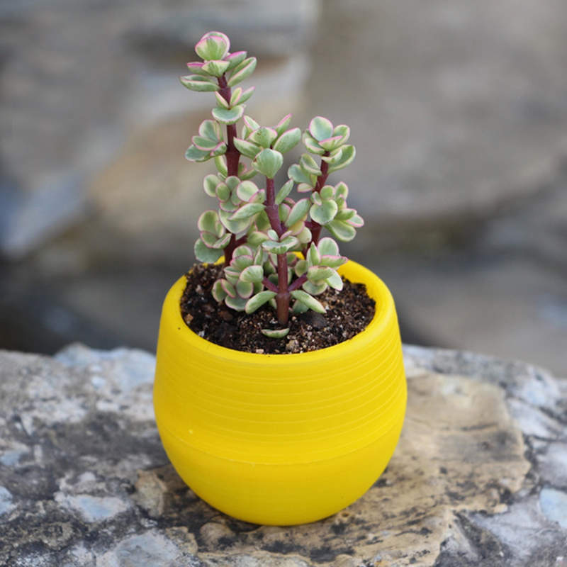 Jjyl80 Mini pot de fleurs | Mini pot de fleurs en plastique incassable pour plantes succulentes, sur le jardin de bureau: 4