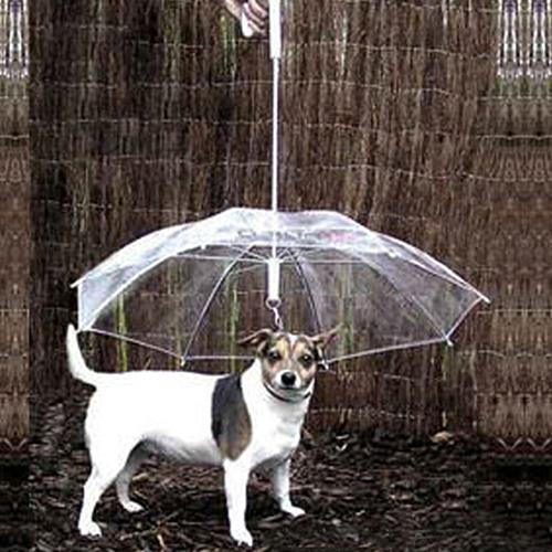 Kæledyr paraply hund klart – Grandado