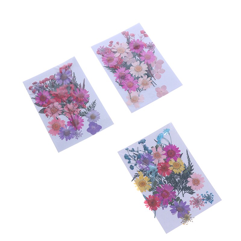 Dried Flowers specimen Pressed Scrapbook Bookmark Card DIY Art Craft Decor