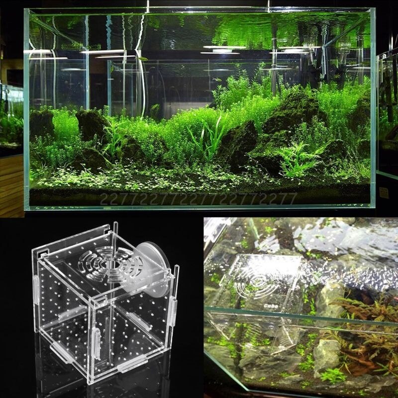 Akvariefisk opdræt isolationsboks baby fisk inkubator luge opdrætter akvarium  n21 19
