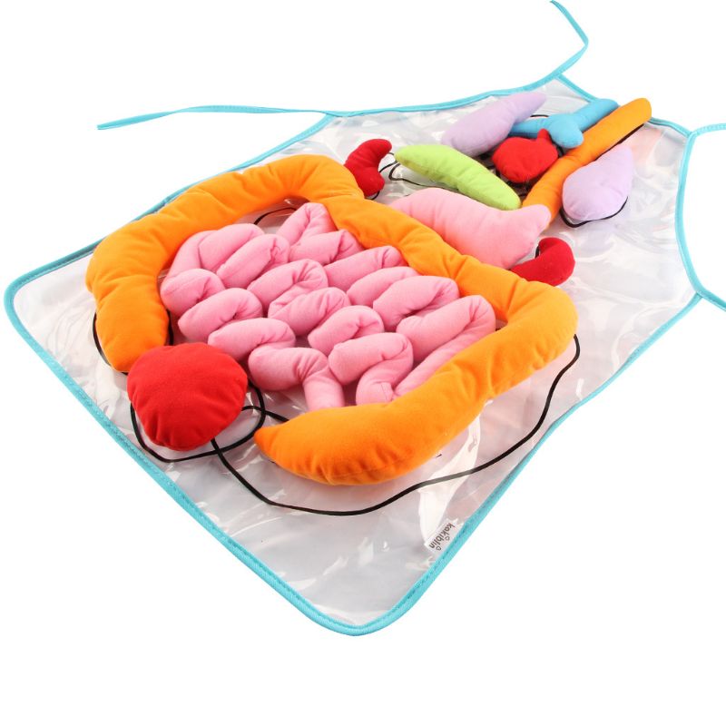 Het Lymfestelsel in Het Menselijk Lichaam Stock Illustratie