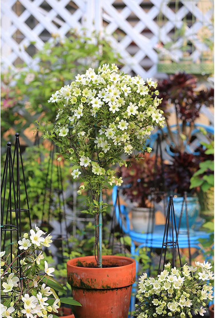 Sfärisk blomma clematis blå snöflinga smidesjärn boll klättring rotting väderkvarn jasmin klubba modellering