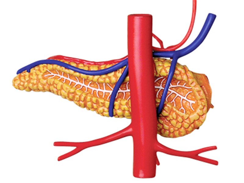 4d Menselijke Maag Anatomie Model Skelet Medische Onderwijs Aid Puzzel Assembleren Speelgoed Laboratorium Onderwijs Apparatuur