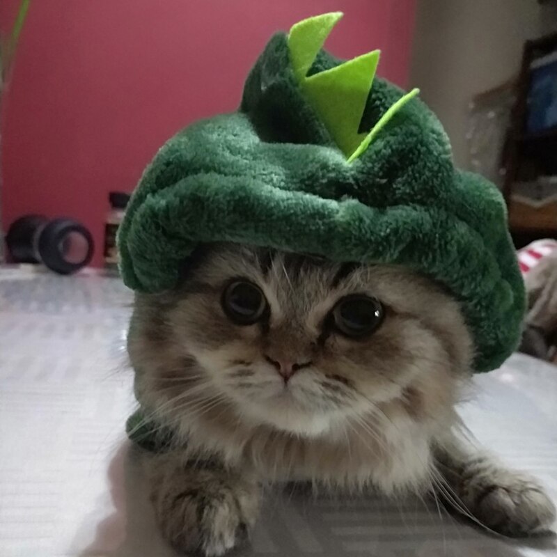 Morsom dinosaur kjæledyr katt kostyme halloween katt klær til små katter vinter varm fleece kattunge hettegensere frakk jakke hundeklær