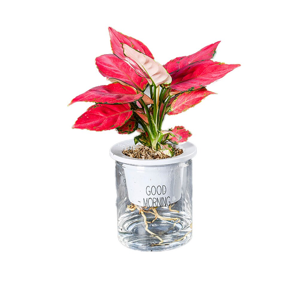 Hydrocultuur Bloempot Thuis Bureau Bloempot Groene Planten Self-Watering Systeem Thuis Bureau Decoratie: Flat base