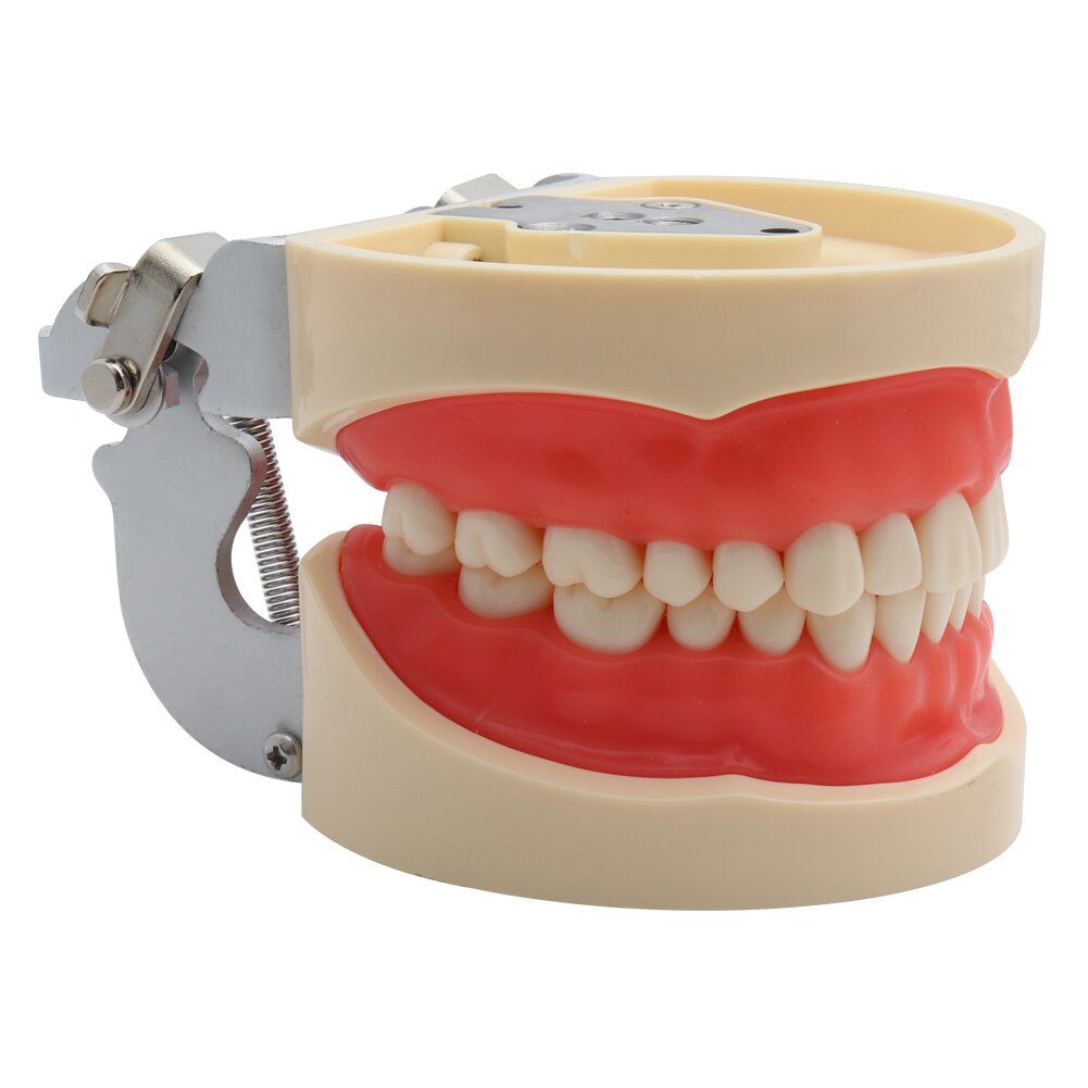 Dental Model Teaching Model Teeth Model Standard Model with 32 Screw-in Teeths Demonstration Soft Gum