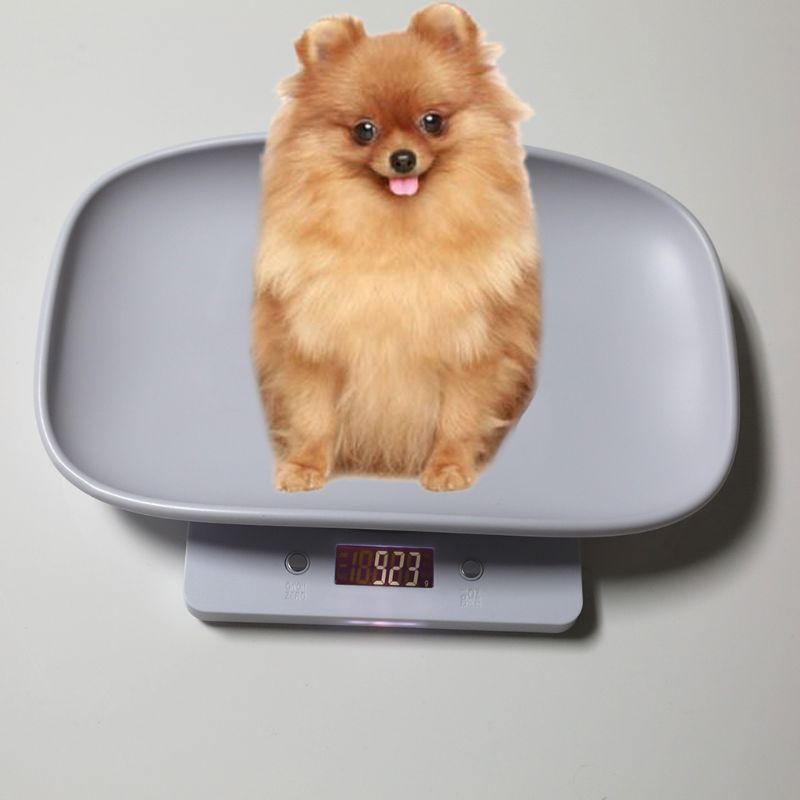 Báscula de animales para perros y gatos, báscula de peso Digital de 1g-10kg para bebés (kg/oz/lb) LCD