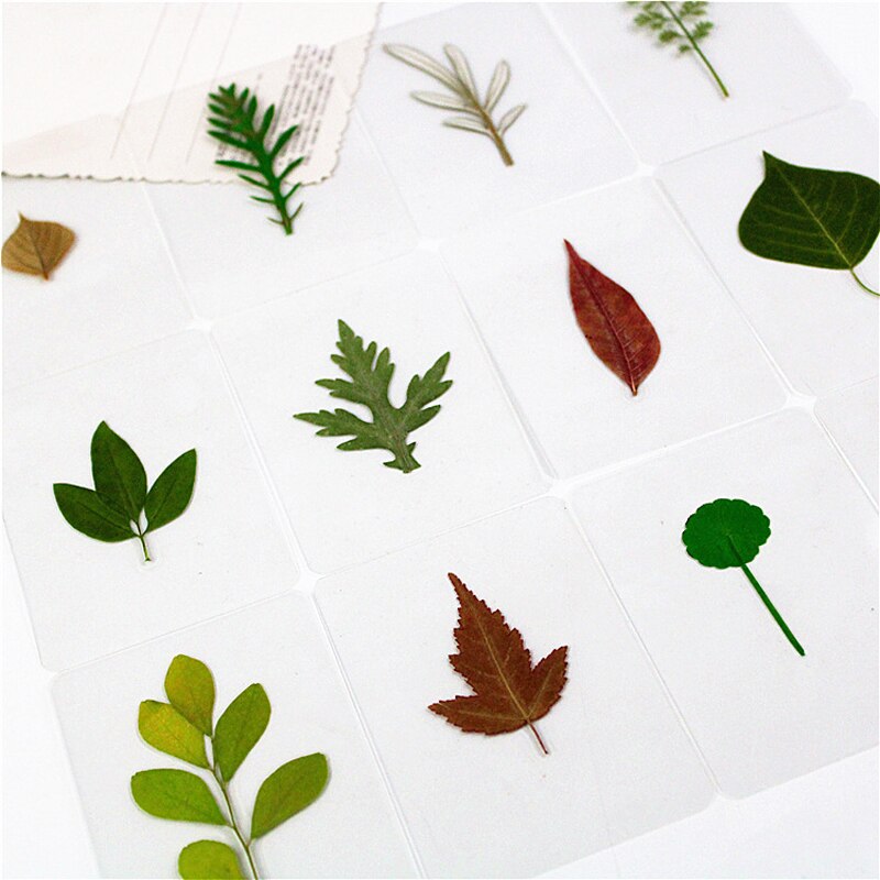 10pcsBookmark Handmade Real Pressed Maple Leaf Tree Fall Autumn Leaves Page Corner Page Student Stationery School Office Supply