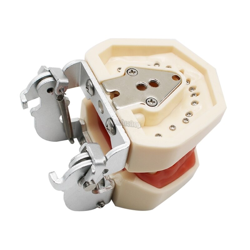 Dental Teaching Model Teeth model gum Standard Model with 28/32 Screw-in Teeths Demonstration Soft Gum