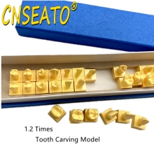 Dental Carving Teaching Tooth Model Standard Teeth Structure Study Guide 1.2 Times Comparison Models Dentistry Practice Material