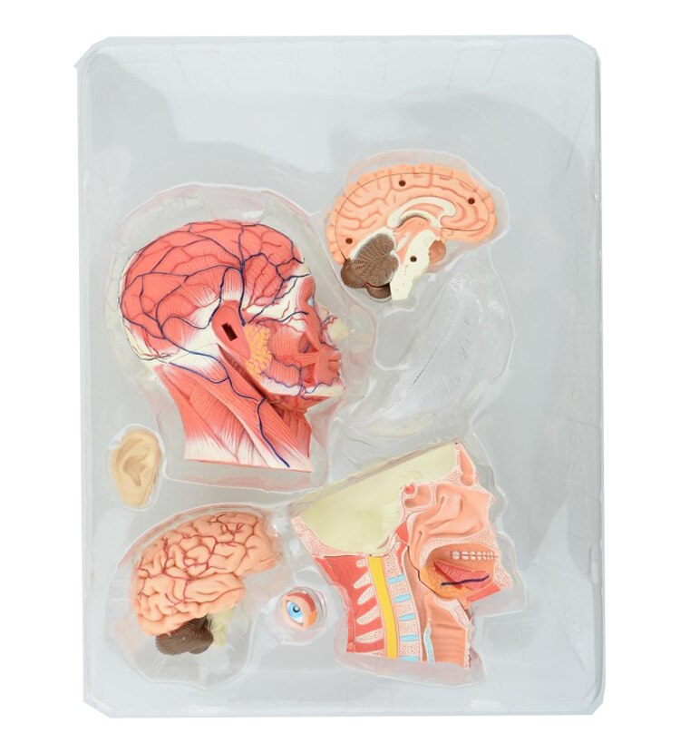 Scheletro assemblato 4D modello anatomico cervello nasale faringe orale laringe cavità modello Anatomia esplosa teschio giocattoli educativi