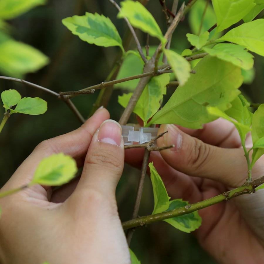 Haveplante til støtte for planteklemme/plastik bundet bindegren rankeklemme/klemme 100 stk alt til haven