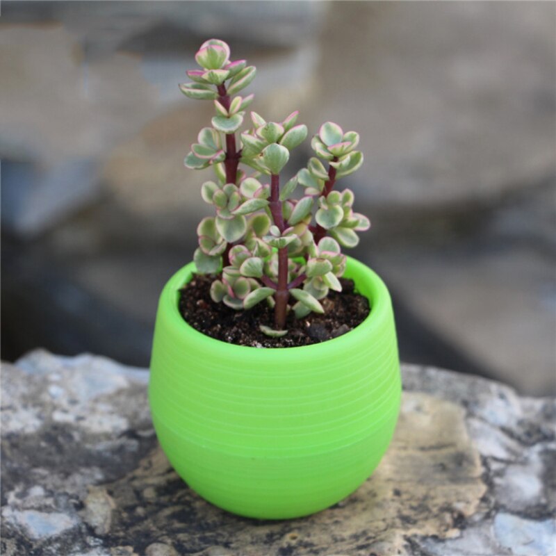 6 -farve mini-urtepotter indendørs have til kontordekoration eller sukkulente planter desktop-urtepotter hjemmetilbehør: Grøn