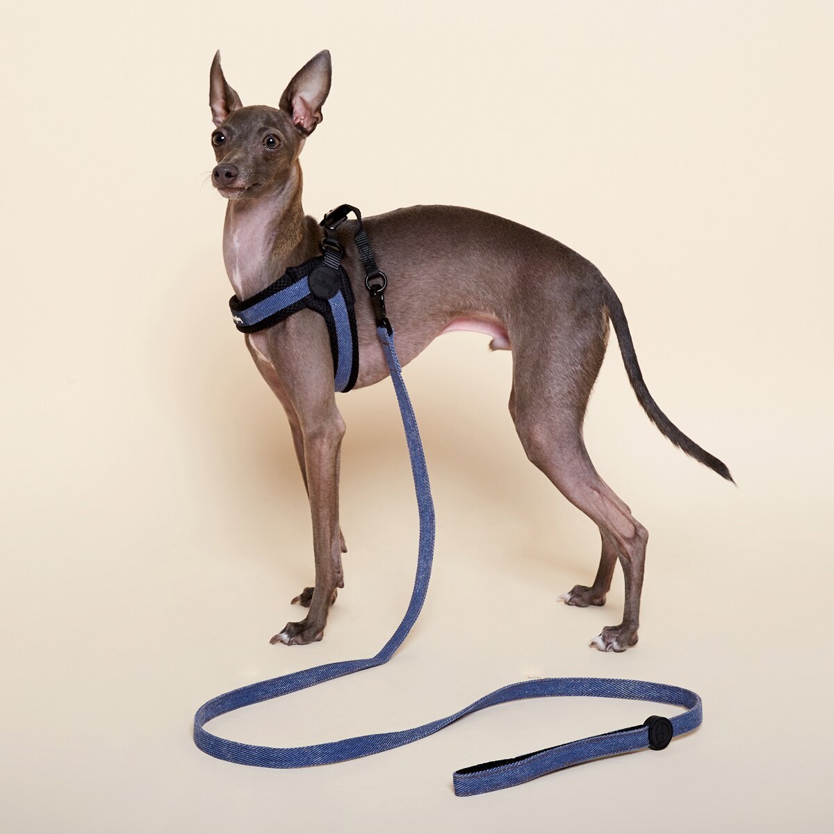 Lightweight Small-large Dog Harness Dog Leads Greyhound Doberman Golden Retriever Dog Leash Vest-style Harness Dog Accessories