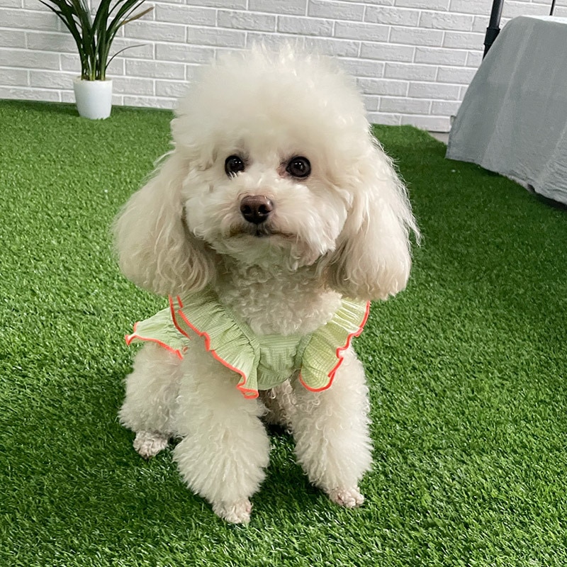 Hond Kleding Zomer Dunne Stijl Bichon Hiromi Theekopje Kleine Hond Puppy Koreaanse Versie Van Het Vest Teddy Lente Zomer Yorkie