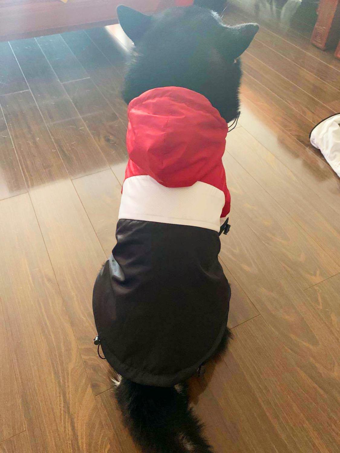 Outdoor Waterproof Jacket For Puppy Raincoat For Dogs Big Dog Clothes Akita Labrador Pet Coat Sport Hoodies For Dog Cats pug: Red / XXXL