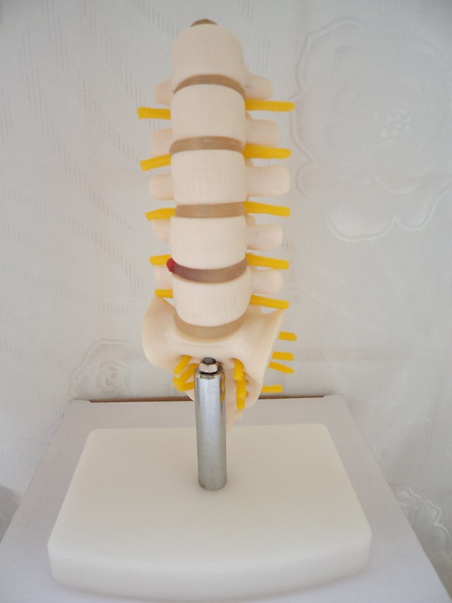 15CM Height Human Lumbar Model Spine Small Five Lumbar Spine Model with Coccyx Model Lumbar Bone Lesions Model Teaching Supplies