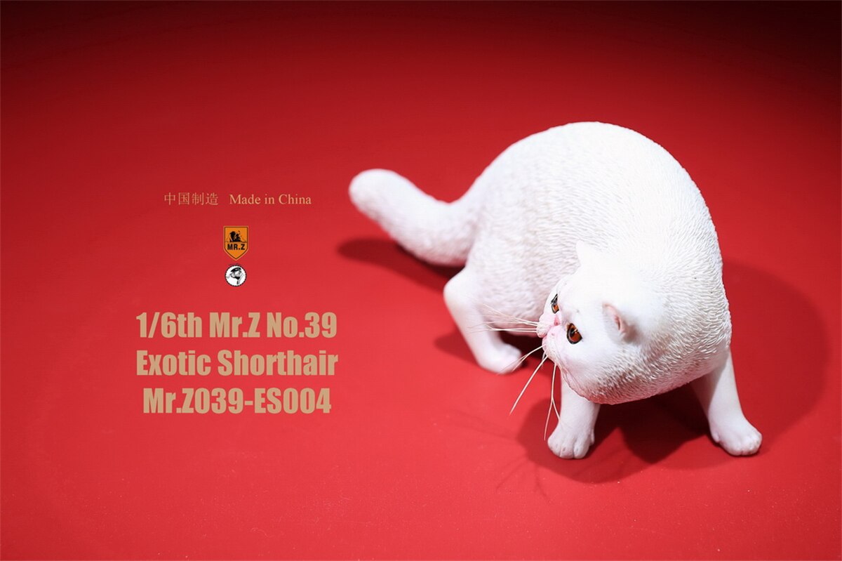 Mr.Z Studio 1:6 Exotic Shorthair Cute Cat Pet Animal Model Collector Toys Kitten Small Accessories Decoration simulation