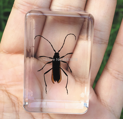 1piece Daphne Genkwa Specimen Grasshopper In Clear Resin Educational Explore Instrument School Teaching Supplies 44x29x18MM