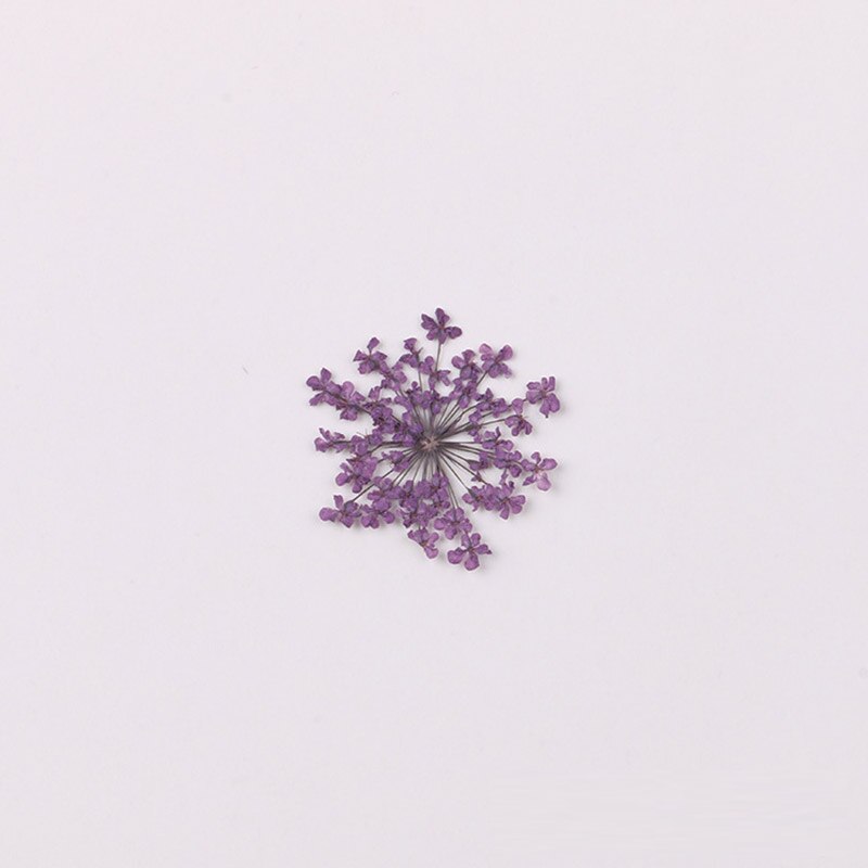 100 stk / pose vintergæk blomst naturlig tørret blomst presset blomst manicure tørret blomst dryp lim mobiltelefon cover gør det selv materiale: 4
