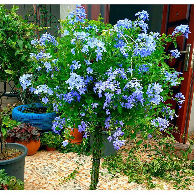 600 Lollipop wrought iron ball windmill jasmine plant shape ball climbing frame flower stand rattan stand: Boom  Clap  1