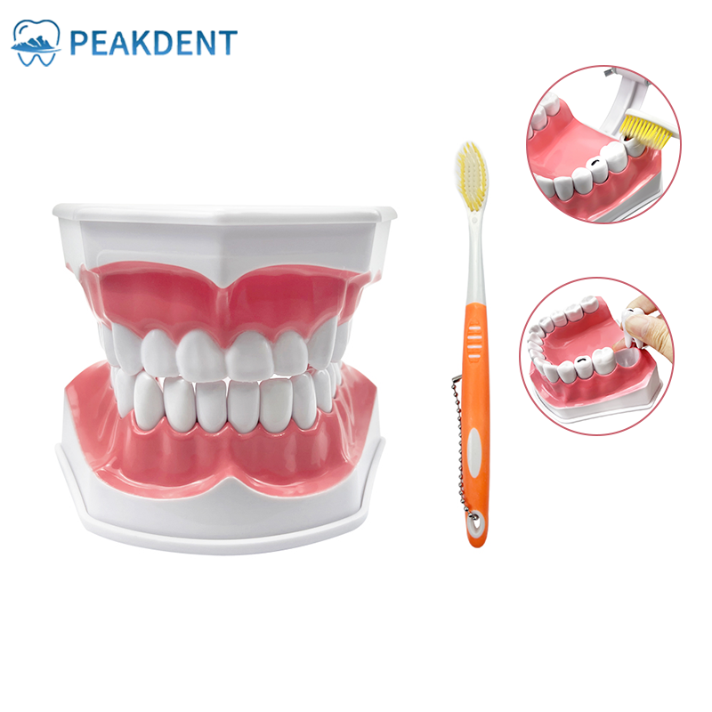 Dental Brushing Education Teeth Model With Toothbrush Detachable Teeth Caries Pathology Research Training Model