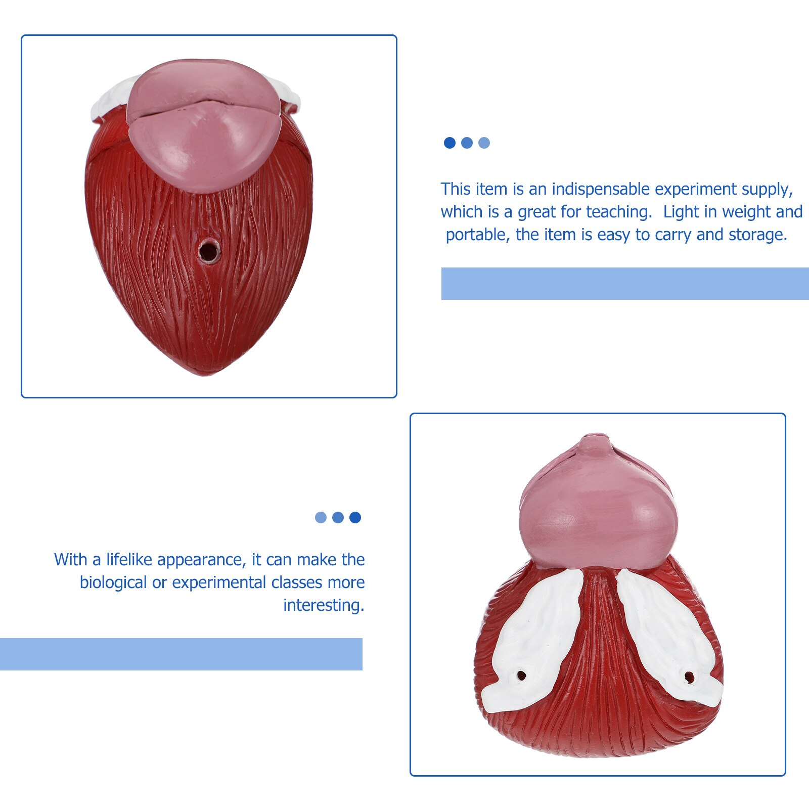 1pc Bladder Anatomical Model Prostate Anatomical Demonstration Model for School