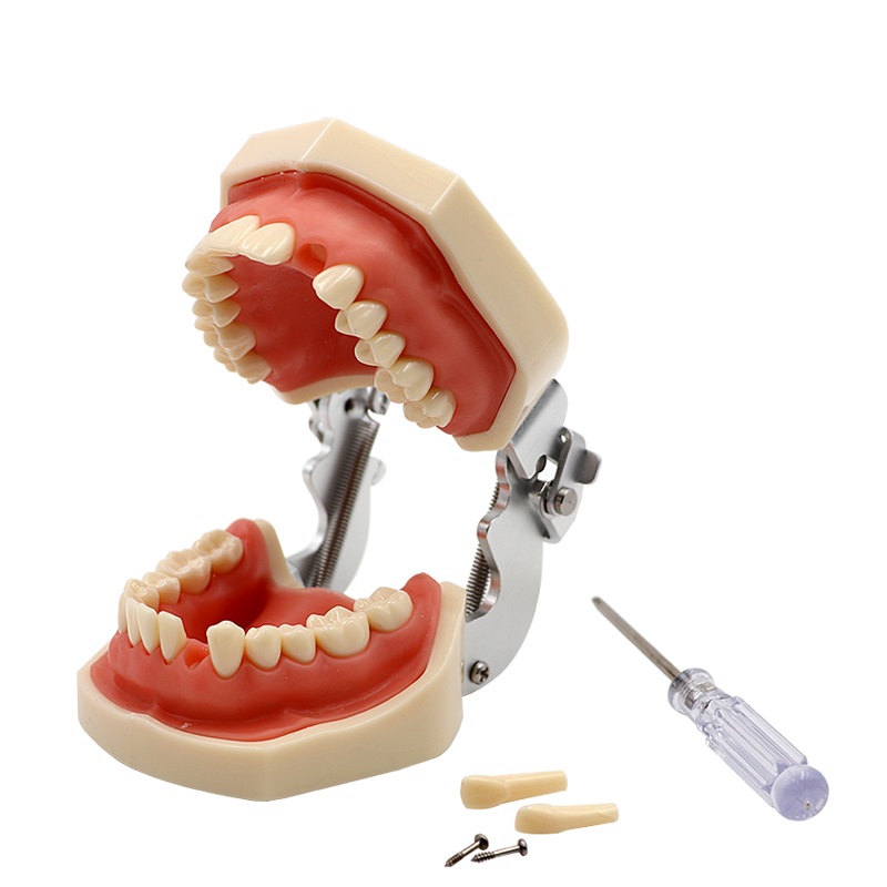 Resin Dental Model 28 Removable Teeth Model Dental Tooth Typodont Model for dentist Teaching Gum teeth model Dentistry Equipment
