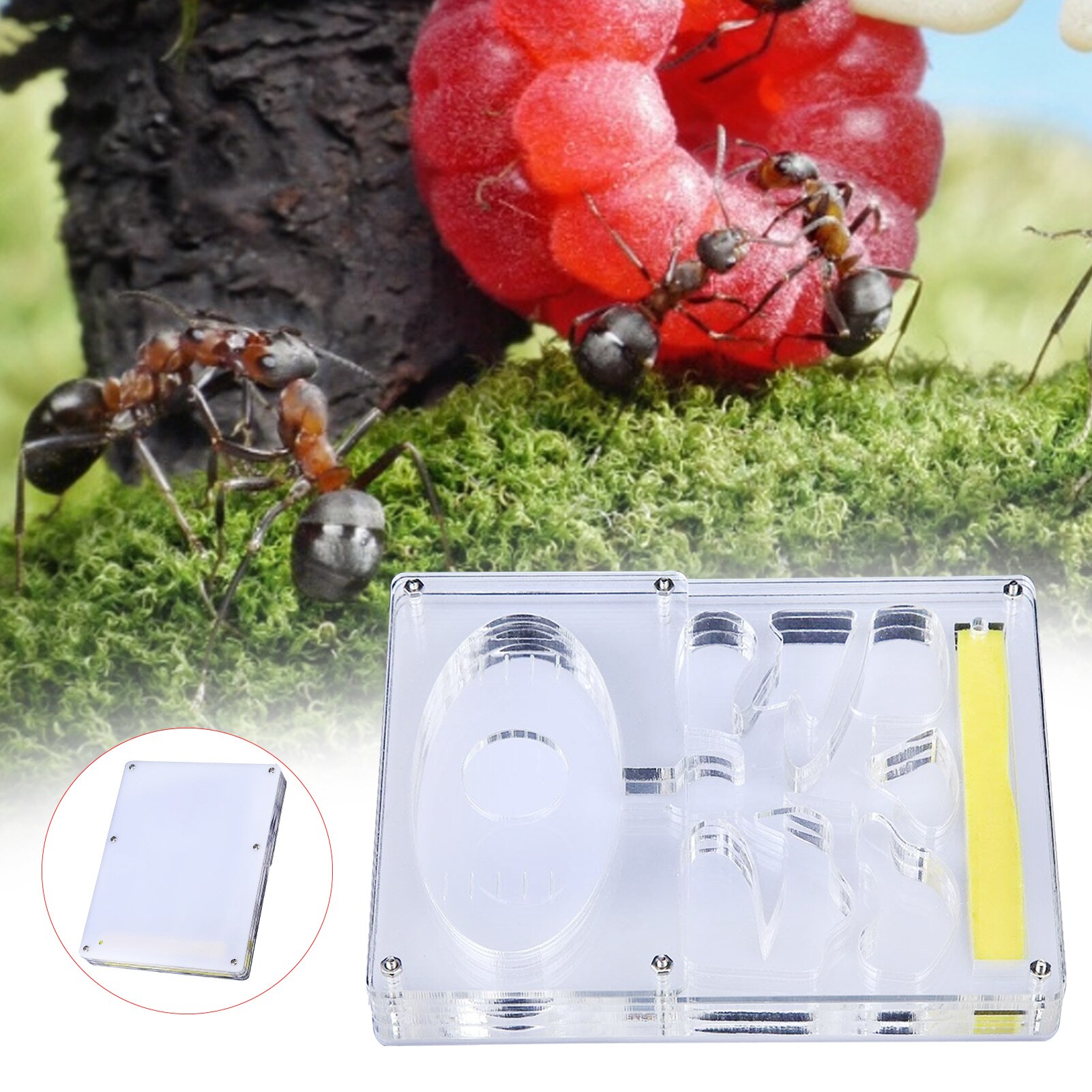 Fourmilière transparente en acrylique, boîtier de fourmis Durable, niche carrée, aménagement paysager, fourmilière, atelier, fourmilière pour animaux de compagnie