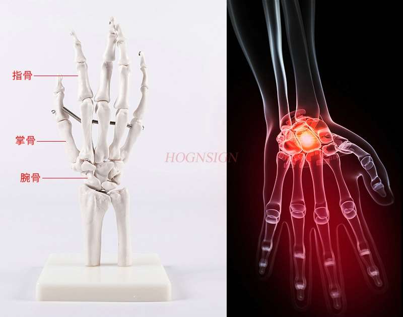 Dłoń kościotrupa Model medyczny nauczanie dłoń kościotrupa Model pomoc dydaktyczna artystyczny obraz dłoń kościotrupa Model kości prawdziwa ludzka dłoń kościotrupa