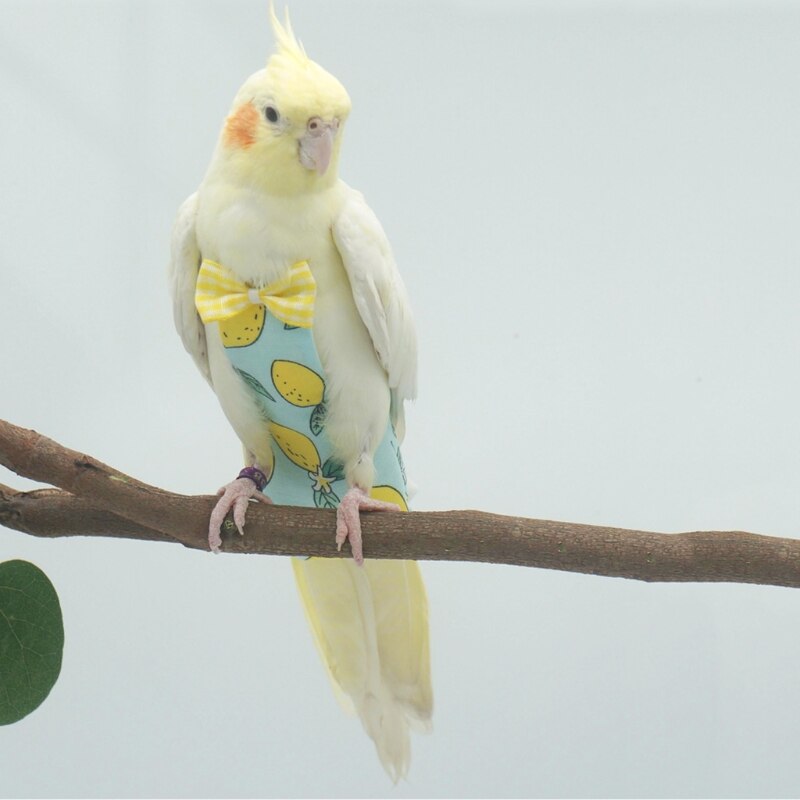 Couche-culotte pour perroquet, combinaison de vol avec nœud, vêtements pour perruches, Lovebird, Conure, perruche, petit, moyen et grand oiseau