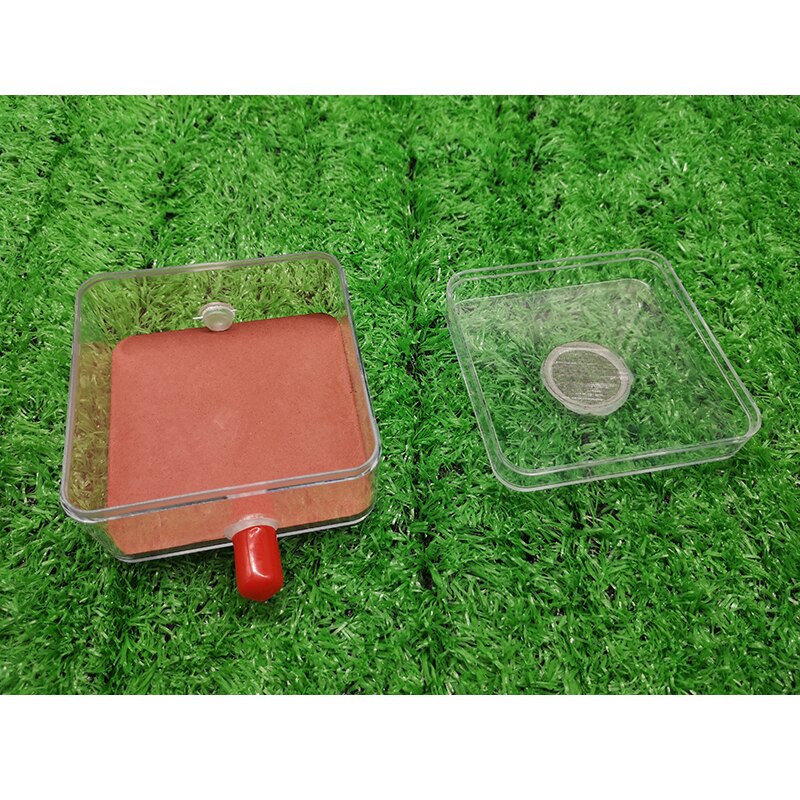 Ant Transparent Activity Area Connects Ant Nest Acrylic Plaster Anthill Ant