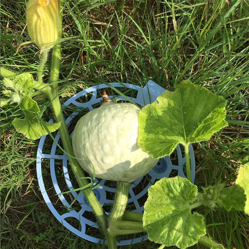 Meloni squash kehto vesimeloni kehto kasvi tukea puutarha tukea suojella vesimeloni