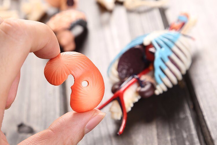 37 del samlet gennemsigtig menneskelig torso model human anatomi model 4d buste mandlig kropshoved muskuloskeletal anatomi videnskabsmodel