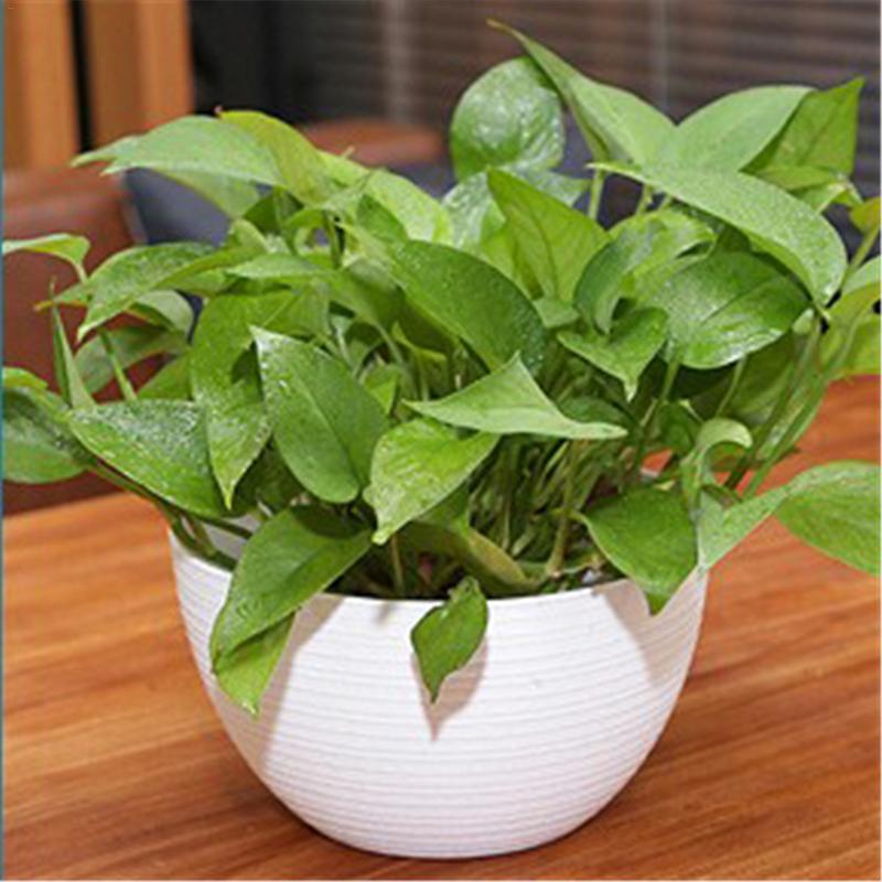 Hanging Planter Semi-Circular Flowerpot Self-Absorbing Plant Holder Garden Decoration Indoor Outdoor Watering Hanging Baskets