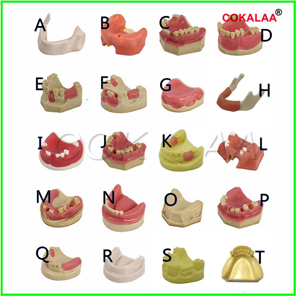 1PCS Dental Mandibular Demonstration Oral Model Implant Practice Maxillary Sinus Teaching Model Soft Gum Training Teeth model