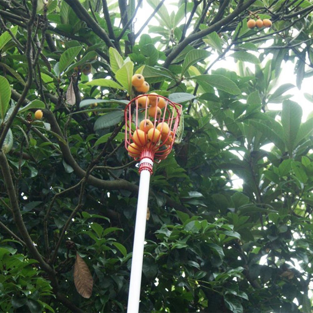 Tête de cueillette de Fruits en métal, panier en aluminium pour l'extérieur, outils de jardinage, attrape-Fruits, récolte
