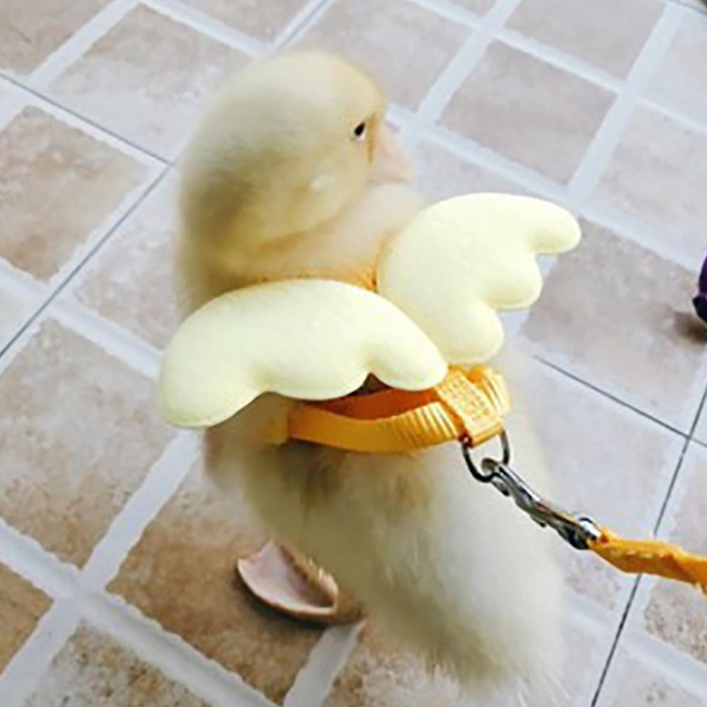 Harnais de canard à d'aile, boucle Flexible, corde longue de couleur unie, joli harnais de canard facile à porter pour Animal