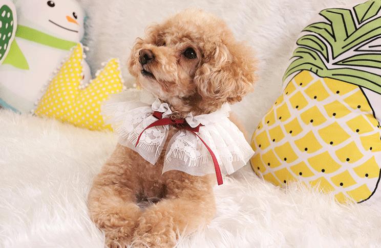 Puppy huisdier accessoires honden konijn kant halsband speeksel handdoek jaar kerstmis nek omtrek: Zie grafiek / S