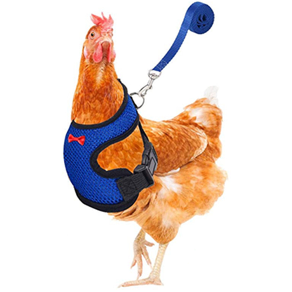 Gilet à la pour poulet et canard, ceinture pour poule, harnais pour animaux de compagnie, colliers assortis avec nœud, laisse confortable, respirant, fournitures pour volaille: S / Blue