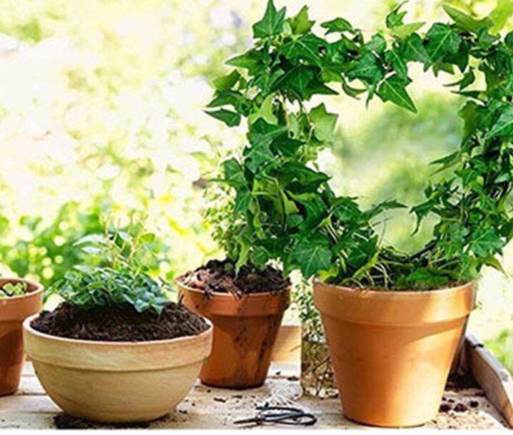 Plant Heart-shaped Bracket Climbing Plant Garden Taid Retro Potted Plant Rustproof Round Поддержка Растений