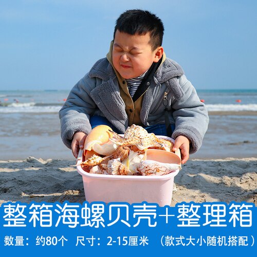 Natuurlijke Shell Schelp Exemplaren Populaire Wetenschappelijke Materialen Conch Geschenkdoos Kleuterschool Voorschoolse Mariene Biologie Collection Craft