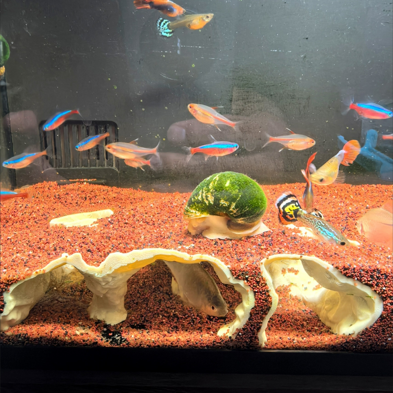 Fish Tank Underground Cave for Fish Shrimp Reptile Shelter Hiding Houses, Landscaping Ornaments 3D Printing Aqaurium Decorations