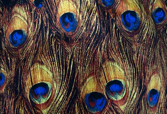 Leo & lin mørkeblå gylden farve gendannelse blå påfugl fjer trykning mikroelastisk satin patchwork bomuldsstof tissus 50cm: Guld 50cm lang
