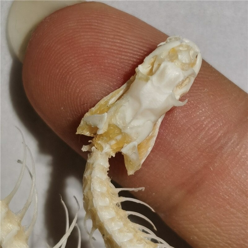 30cm snake skeleton model Collection snake bone specimen educational model Home decoration Crafts