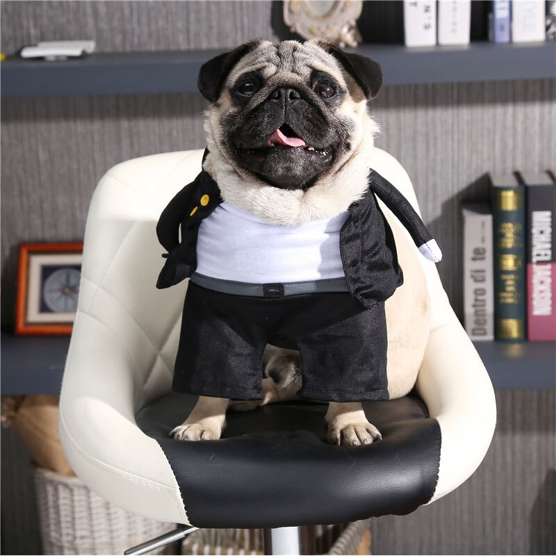 Costumes pour chats | Costume d'école pour garçons, costume Cosplay pour animaux de compagnie, vêtements pour chats drôles, vêtement pour chat, vetement gris