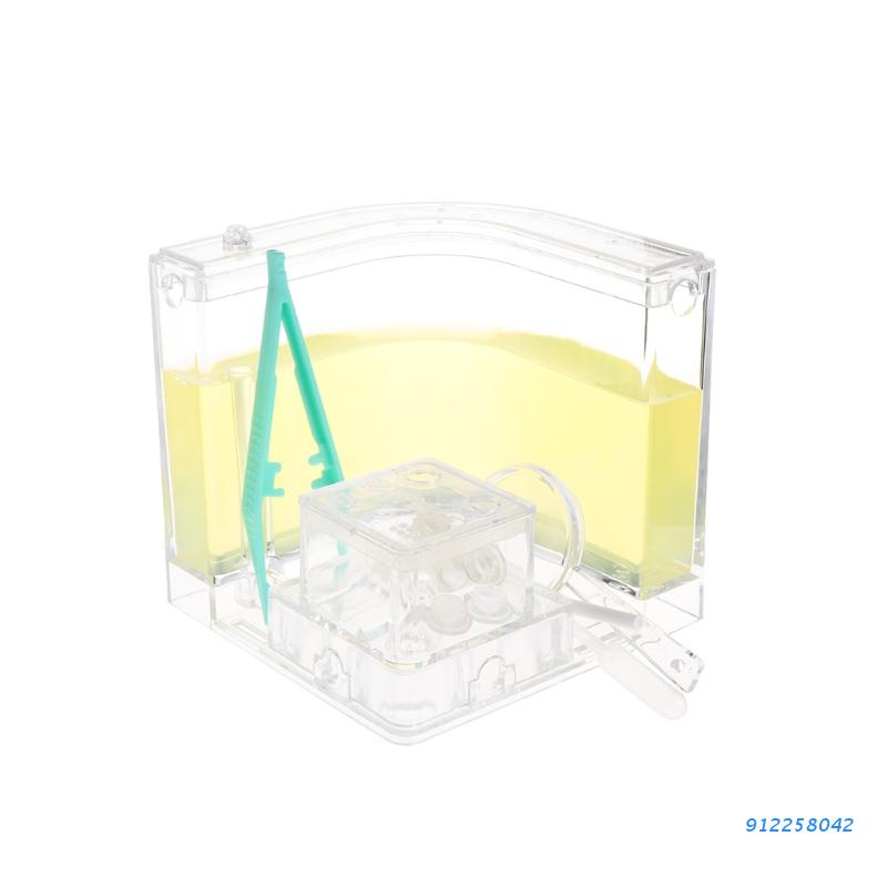 Ant Farm Gel Maze 3D Educational Nursery Live Feeding System Novelty Habitat