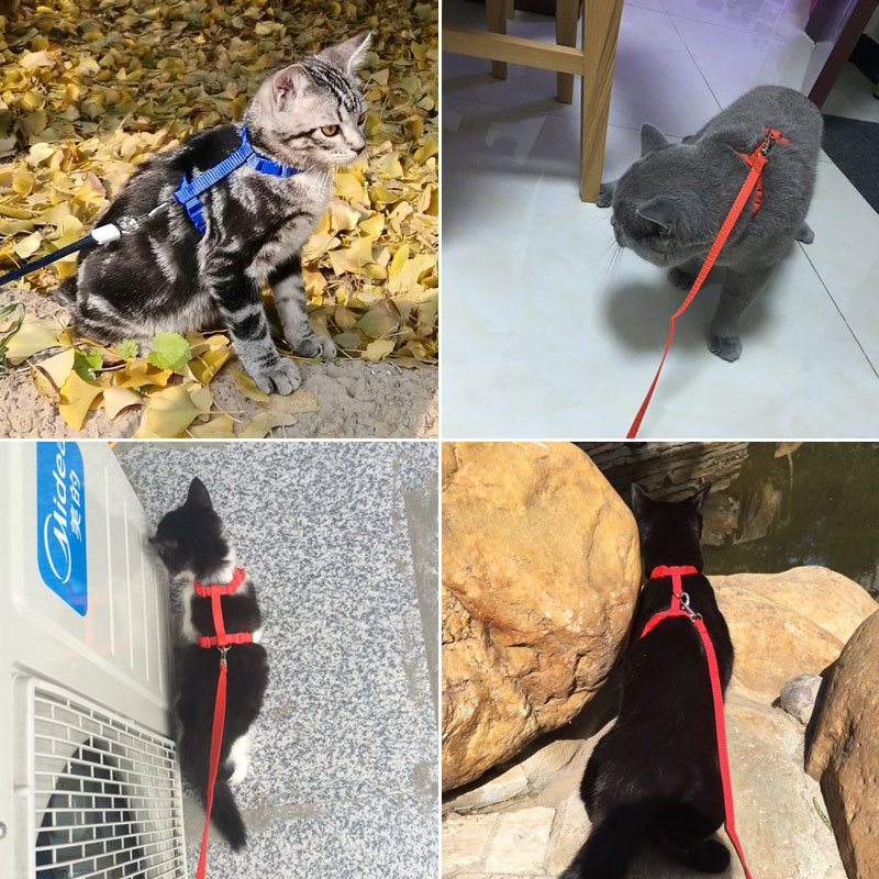 Justerbar kattesele med båndsett myk nylon skitt sele stropp krage til liten valp kjæledyr hund kattunge katt bly til å gå